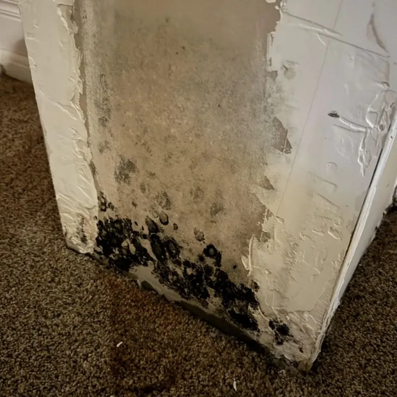 Professional Mold Removal in New Bremen, OH